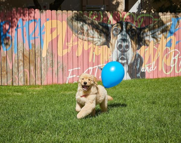 Sono Pet Clubs & Resorts VivaldiPark, Reserva ahora Resort Hongcheon Gangwon