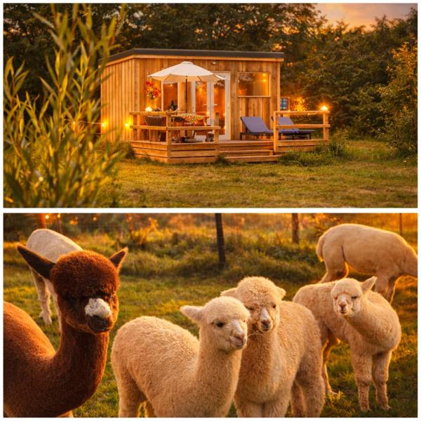 Dartmoor Reach Alpaca Farm Heated Cabins 5 mins drive to Dartmoor, Buchen Sie Ferienhaus Hotels in Devon mit Parkplatz, Parkplätze