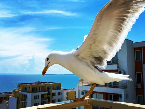 Sea View Panoramic Apartments, Fort Noks Crown Club, Buchen Sie Ferienwohnung Hotels mit Pool in Oblast Burgas, Schwimmbad