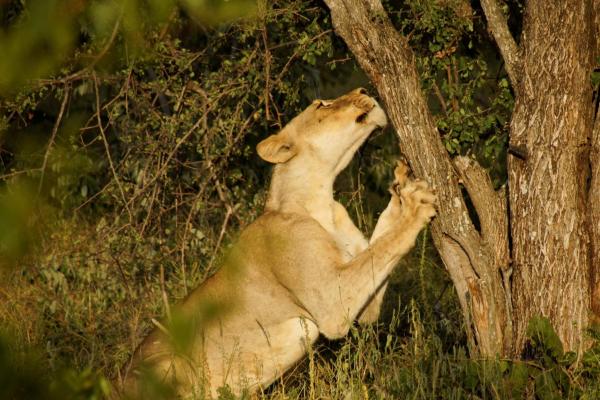 Baluleni Safari Lodge, Prenota Lodge Hotel a Ga-Masisimale con parcheggio, Parcheggio