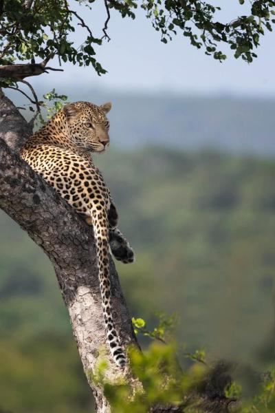 Yebo Safari Tents-Stay Inside Kruger, Buchen Sie Zelt-Lodge Skukuza 
