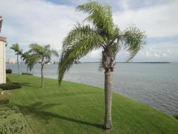 Palma Perfect Florida Getaway, Buchen Sie Ferienhaus St. Petersburg Pinellas County