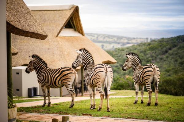 Jbay Zebra Lodge, Buchen Sie Bed & Breakfast Hotels in Ostkap mit Parkplatz, Parkplätze