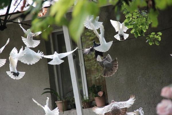 Hayk B&B, Buchen Sie  Alawerdi Lori region