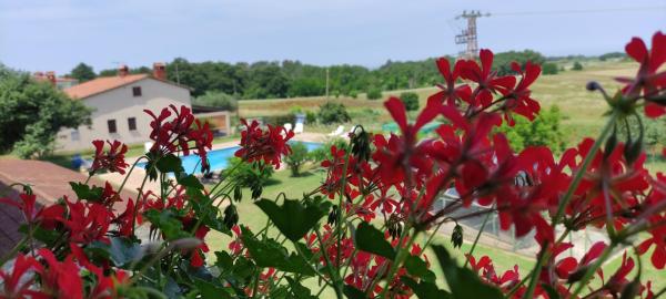 Morattos Apartments, Buchen Sie Ferienwohnung Hotels in Riviera Umag mit Pool, Schwimmbad