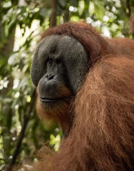 Sama Sama Homestay & Trekking Only Stay Here Book Trekking With Us, Prenota  Hotel economici a Sumatra