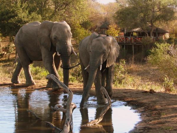 Umlani Bushcamp, Réserver Lodge Timbavati Game Reserve Le Mpumalanga