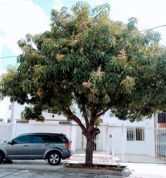 Casa Rosales, Reserva ahora  Valledupar César