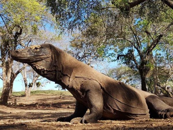 4D3N CRUISE Lombok-Komodo-Flores, Reserva ahora  Mangsit Lombok