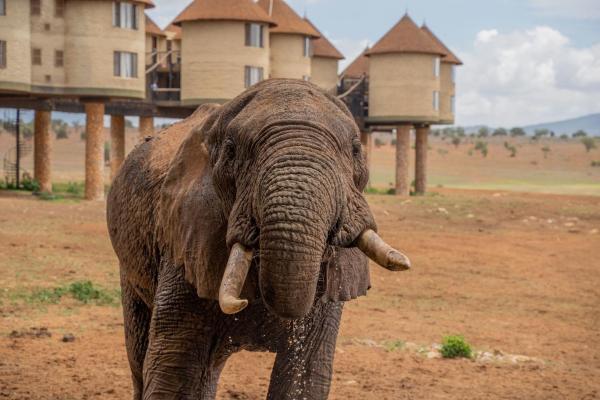 Salt Lick Safari Lodge, Reserva ahora Lodge Tsavo 