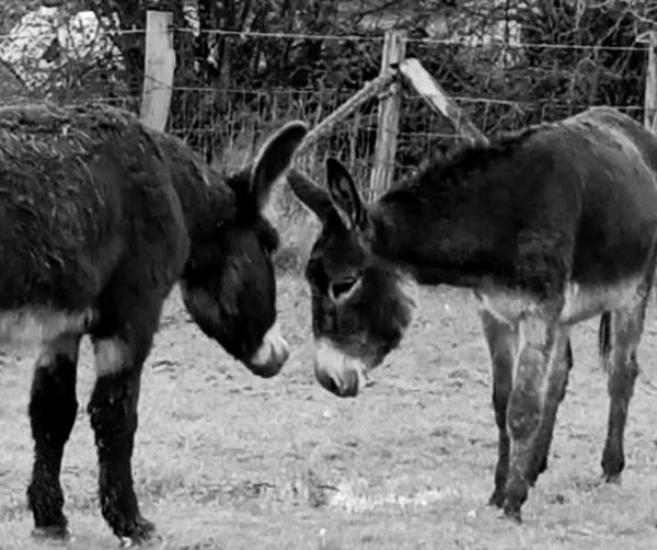La Ferme De La Bete Noire, Prenota  Thieffrain 