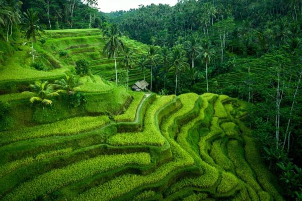 Gorgeous Villa in Rice Fields, Reserva ahora  Hoteles con piscina en Bali, Piscina