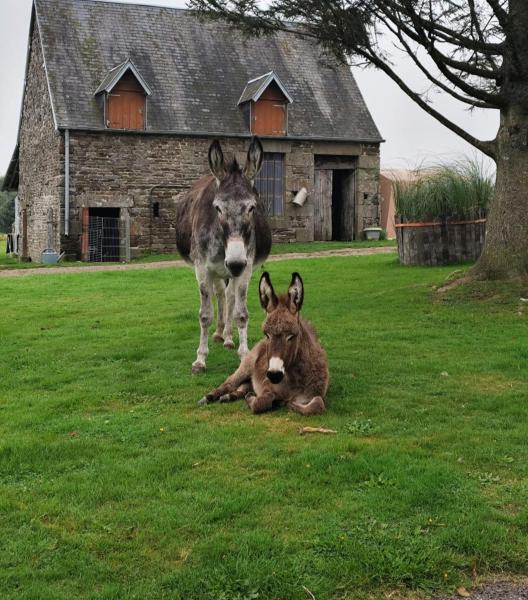 La Billardière Camping à la Ferme, Prenota  Le Ménil-Ciboult Normandia.