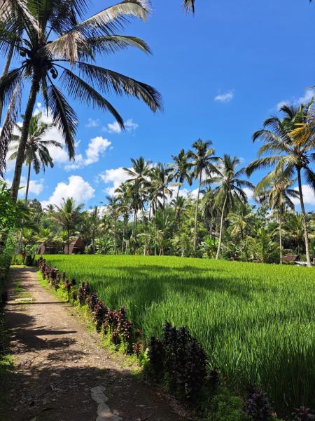 tarotours accommodation, Prenota  Hotel a Bali con parcheggio, Parcheggio
