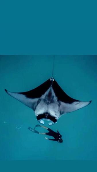 Oceanvine Maldives