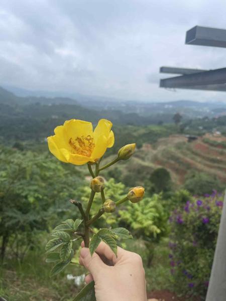 Căn bình an, Réserver  Tiên Hai Lam Dong