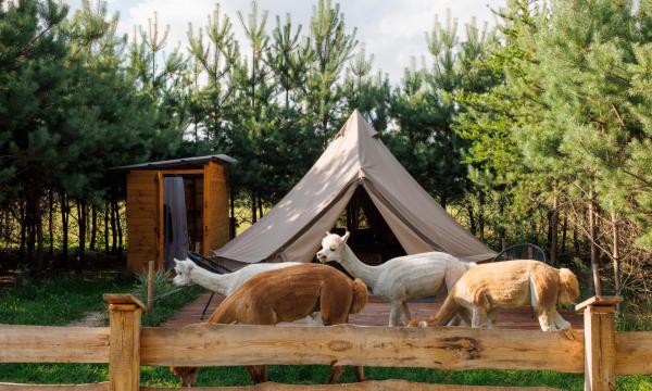 Glamping - Projekt Alpaka, Prenota Campeggio Garbatka-Letnisko Masovia
