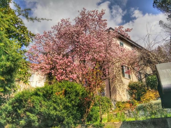Le Camelie